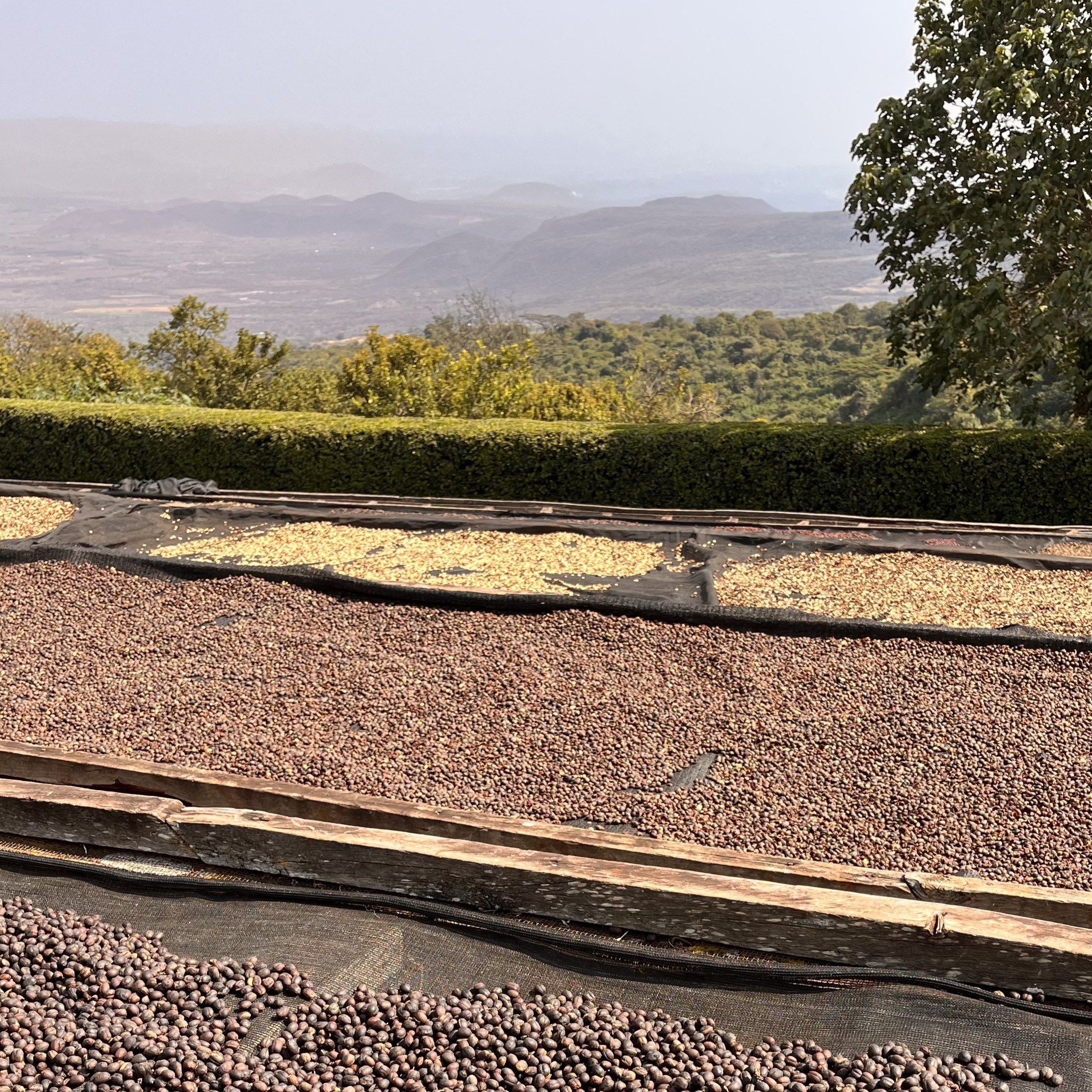 Tanzania Acacia Hills Natural AA(25/26年クロップ) | ORIGIN